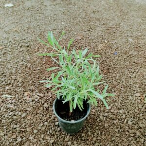 Lavanda pequeña