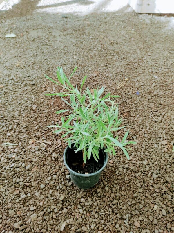 Lavanda pequeña