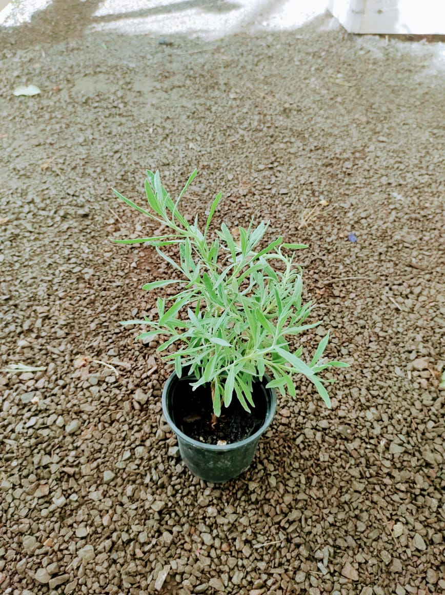 Lavanda pequeña – Vivero Antofagasta