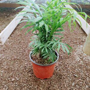Palmera Chamadorea