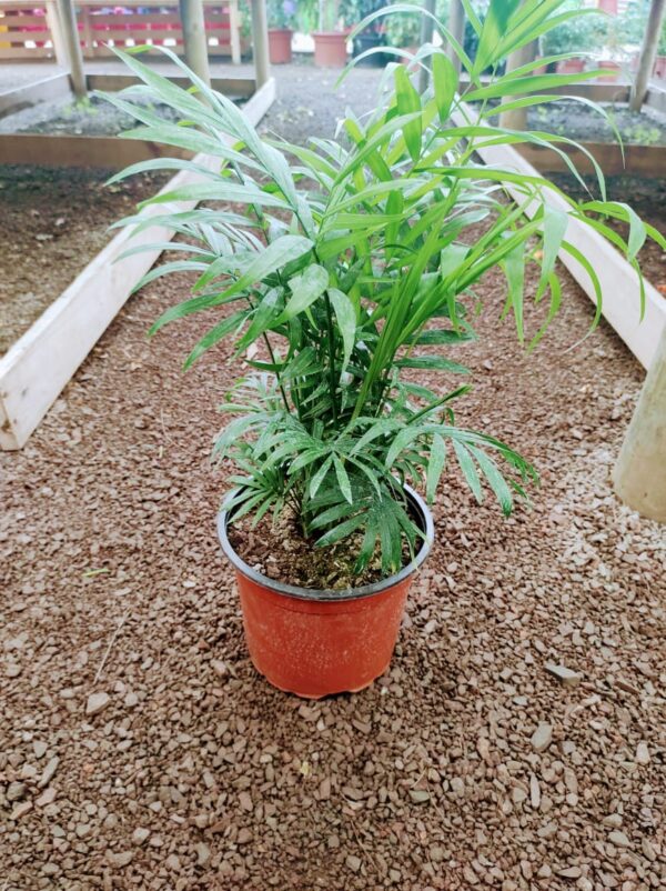 Palmera Chamadorea