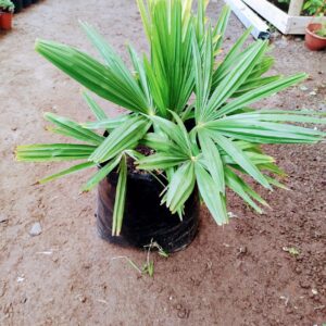 Palmera Trachcarpus