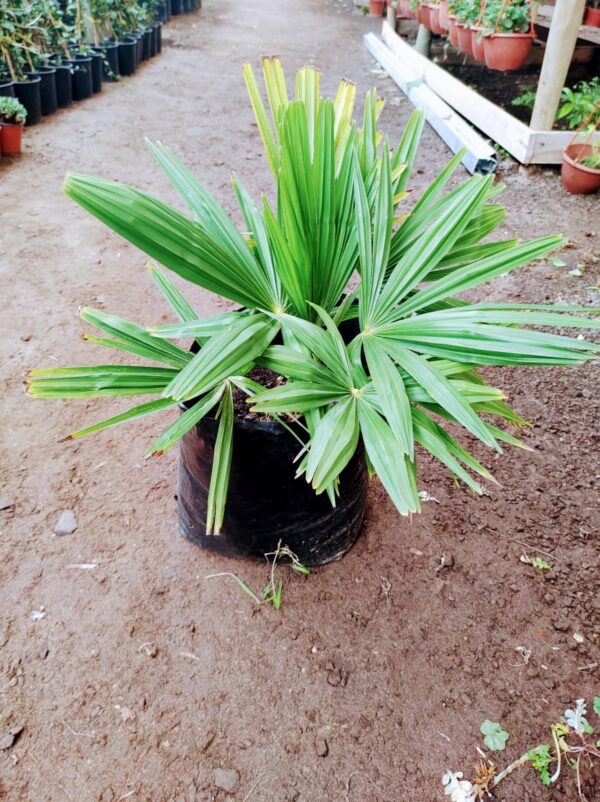 Palmera Trachcarpus