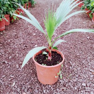 Palmera Washingtonia