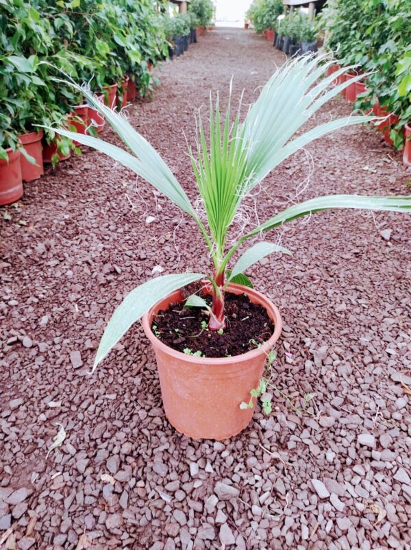 Palmera Washingtonia