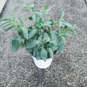 Pepino