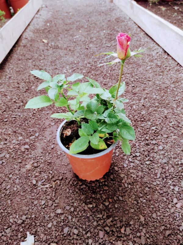 Rosa Tigre