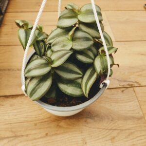 Tradescantia