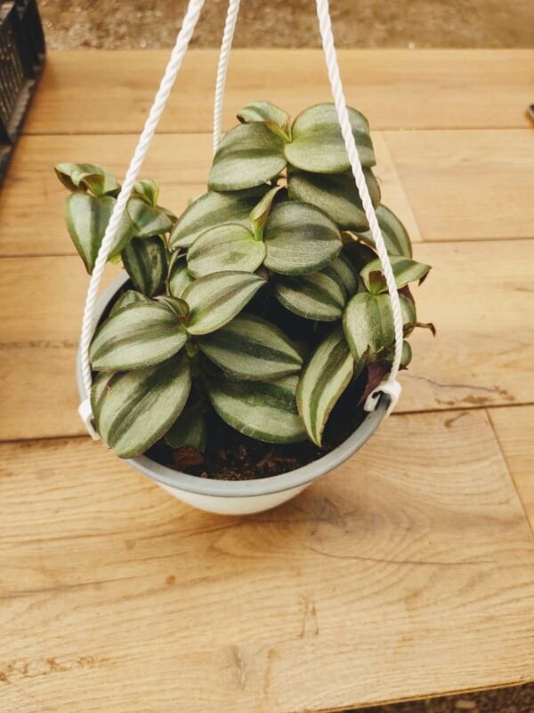 Tradescantia