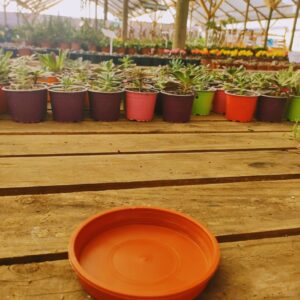 PLATO N 11,5 a 14 café, 10cm de ancho