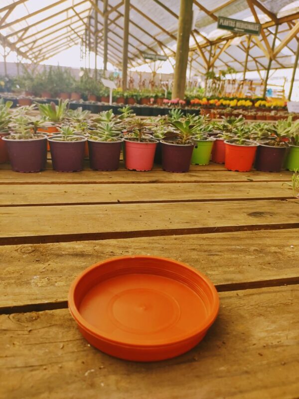 PLATO N 11,5 a 14 café, 10cm de ancho