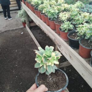 Aeonium Kiwi