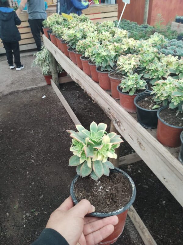 Aeonium Kiwi
