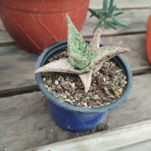 Aloe Pink Blush