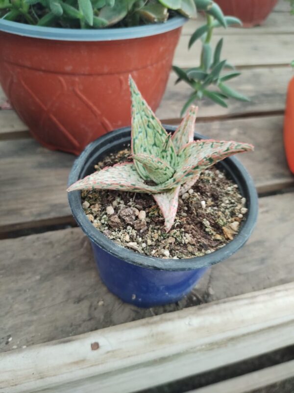 Aloe Pink Blush