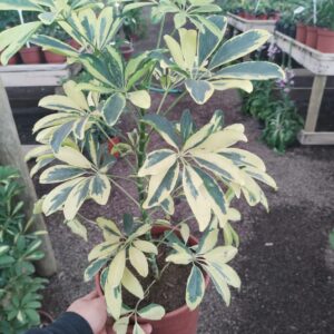 Chiflera Golden