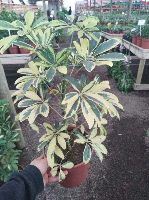 Chiflera Golden