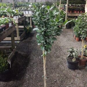 Ficus Monocrome
