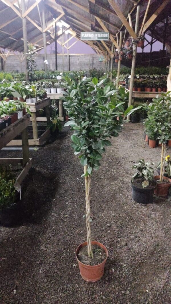 Ficus Monocrome