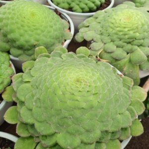 Aeonium Tabuliforme