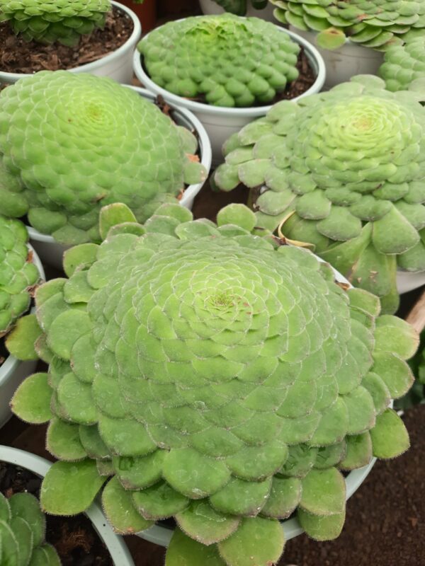 Aeonium Tabuliforme