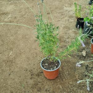 Lavanda
