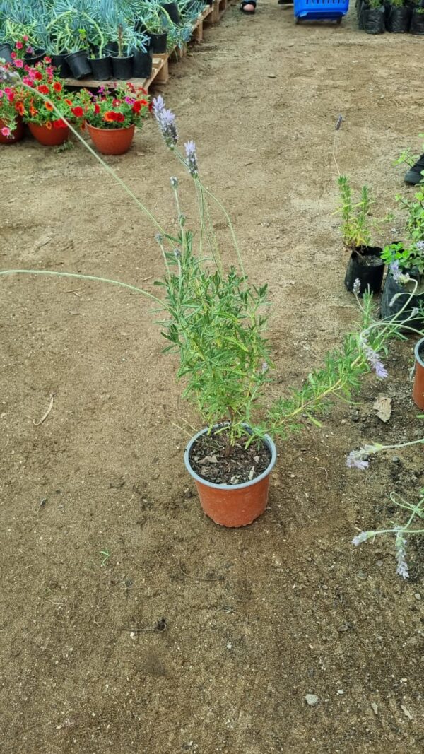 Lavanda