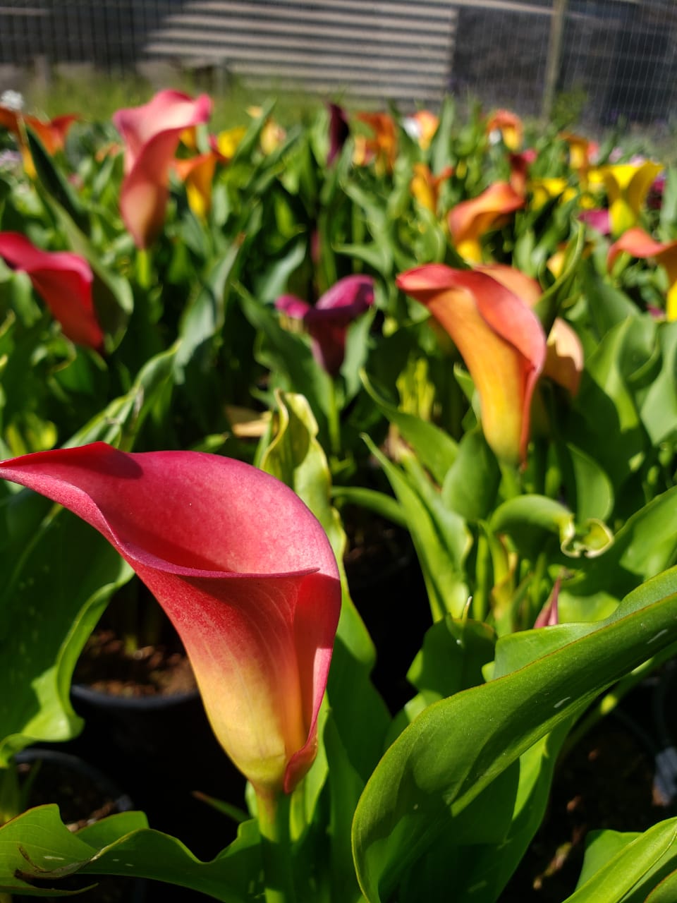 Cala de color – Vivero Antofagasta