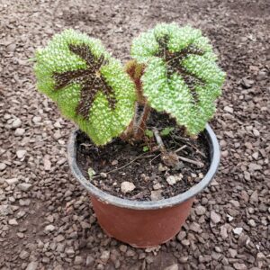 Begonia