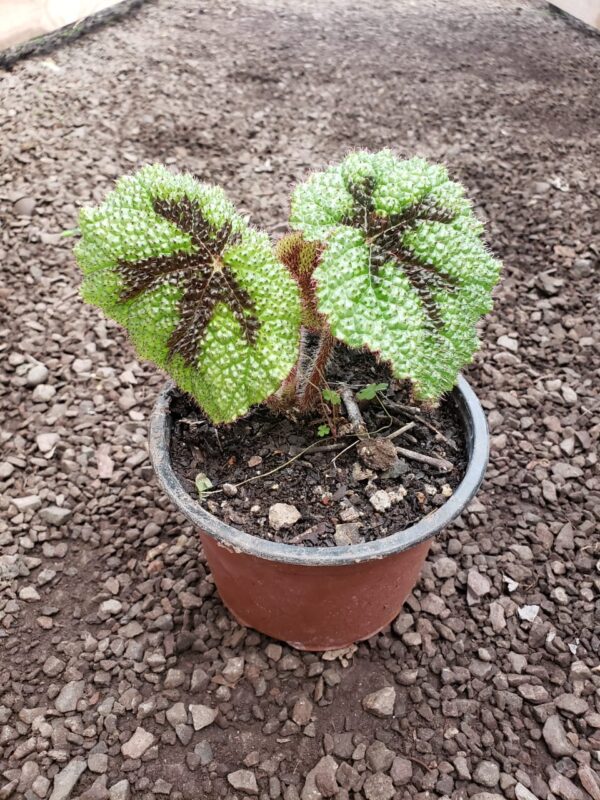 Begonia
