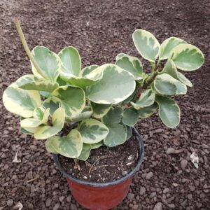 Peperonia Variegada