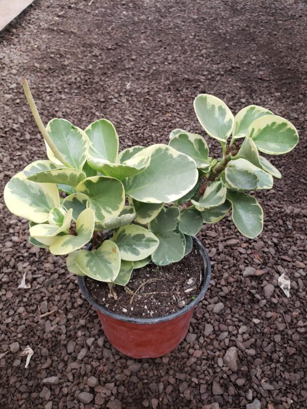 Peperonia Variegada