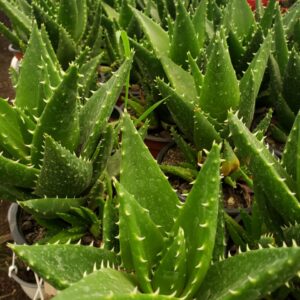 Aloe Vera
