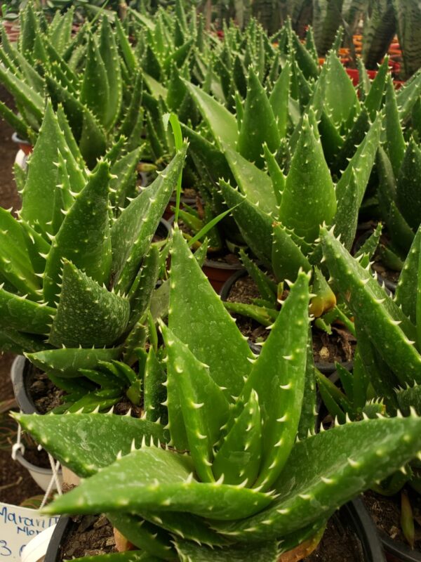 Aloe Vera