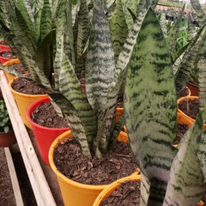 Sanseveria o lengua de suegra