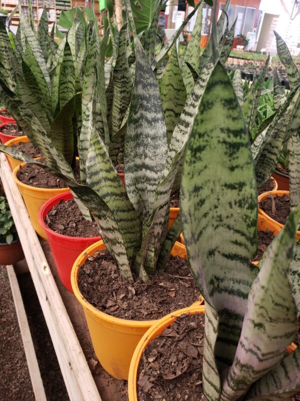 Sanseveria o lengua de suegra