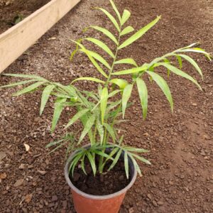 Palmera