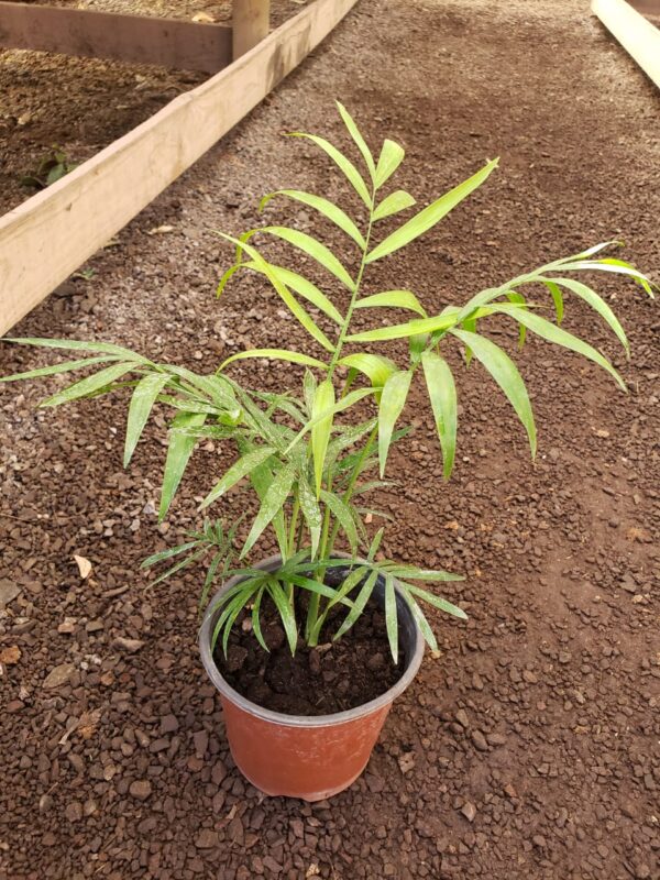 Palmera