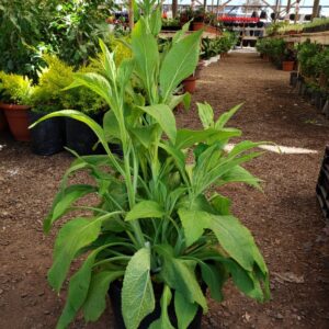 Digitalis