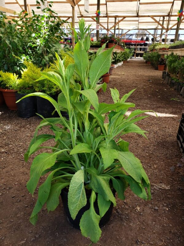 Digitalis