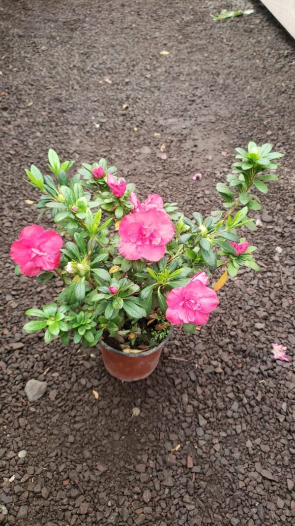 Azalea
