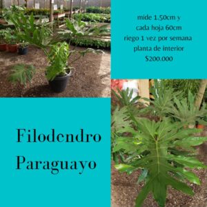 Filodendro Paraguayo