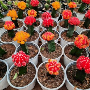 Cactus Japones