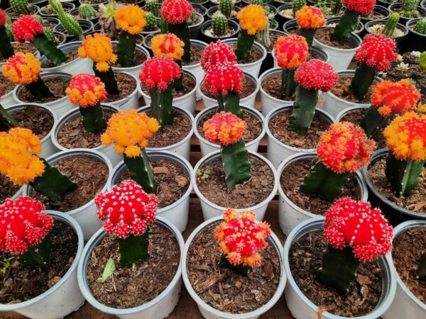 Cactus Japones