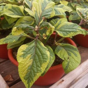 Dolar Variegado