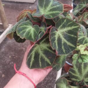Begonia
