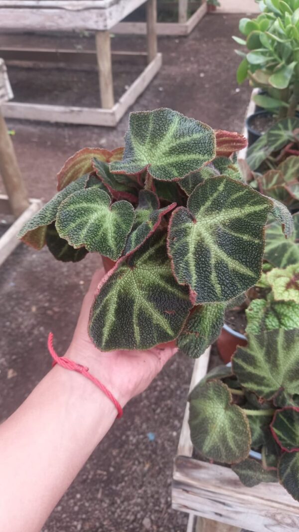Begonia