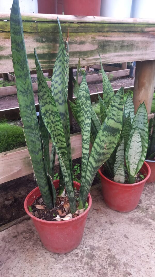 Sansevieria