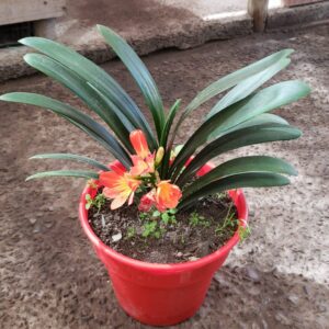 Clivia