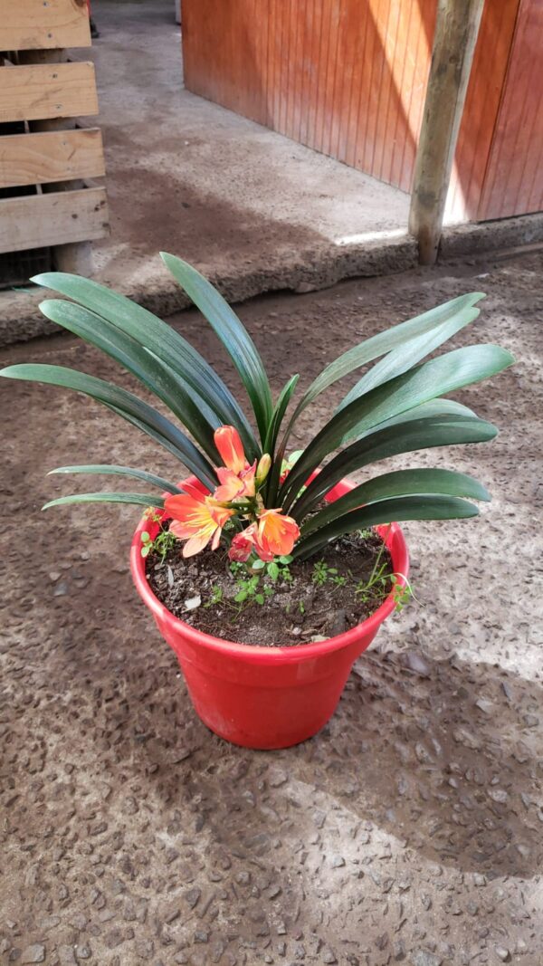 Clivia